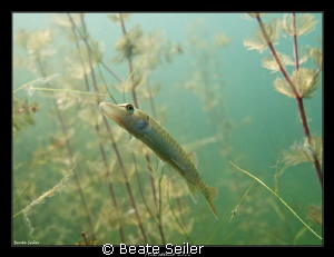 Baby pike by Beate Seiler 